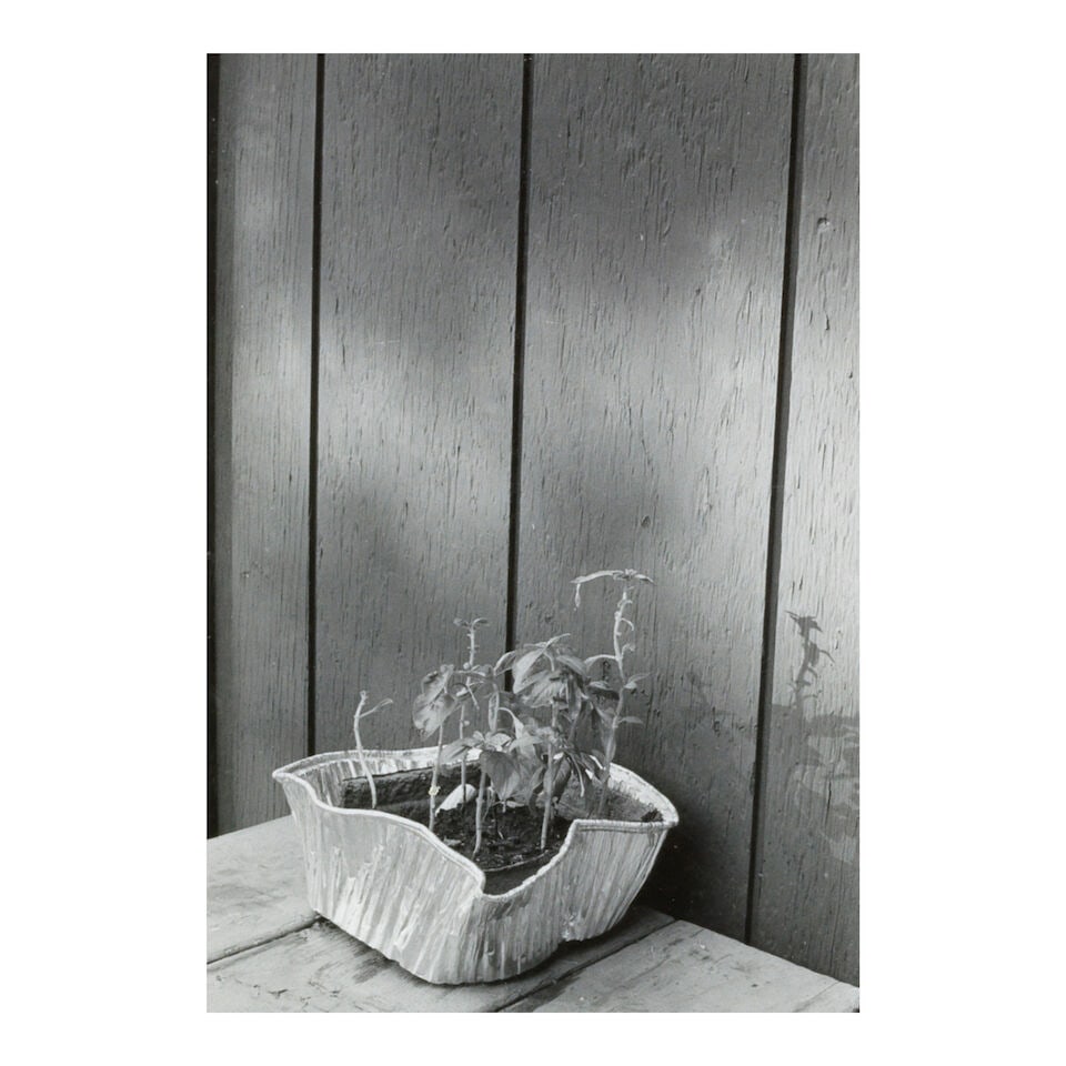 Arnold Newman (1918-2006); Untitled (Still Life); (1 of 3)