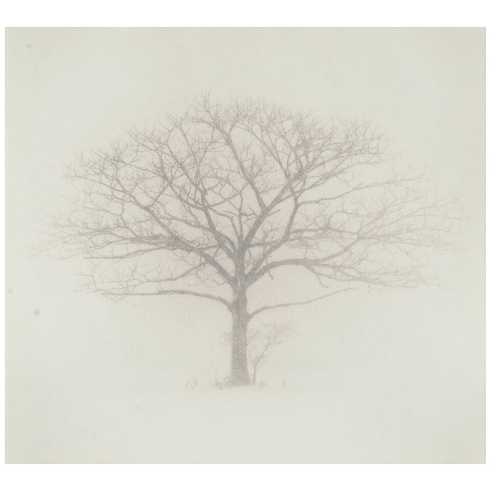 Michael Kenna (born 1953); 'Tree Portrait #3, Wakoto, Hokkaido, Japan';: Michael Kenna (born 1953) 'Tree Portrait #3, Wakoto, Hokkaido, Japan', 2002 Sepia-toned gelatin silver print; mounted, signed, dated, and editioned '3/45' in pencil on the mount, the photographer's co