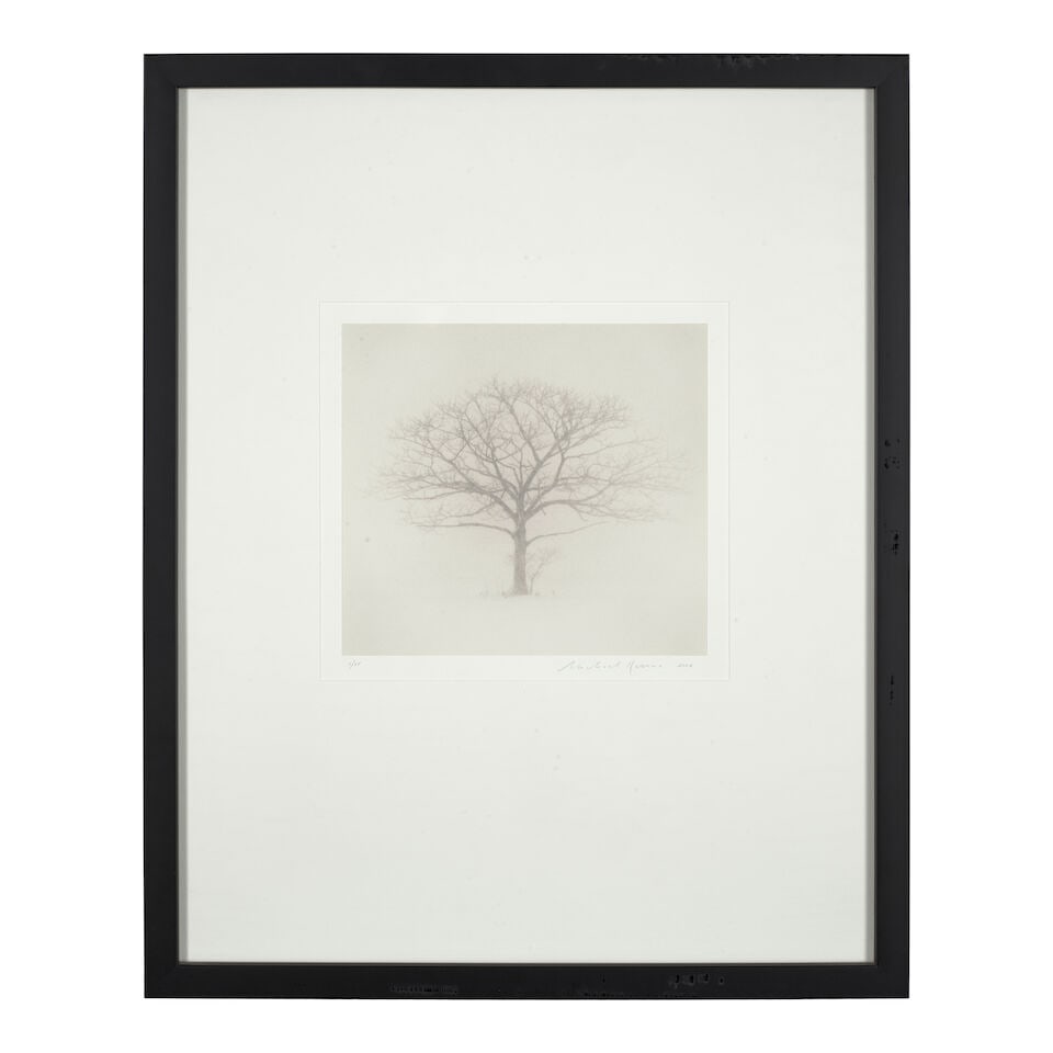 Michael Kenna (born 1953); 'Tree Portrait #3, Wakoto, Hokkaido, Japan'; - 2