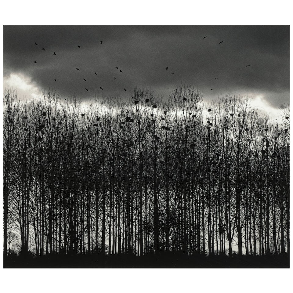 Michael Kenna (born 1953); 'Nesting Colony, Bourgogne, France';: Michael Kenna (born 1953) 'Nesting Colony, Bourgogne, France', 1997 Sepia-toned gelatin silver print, printed 2000; mounted, signed, dated, and editioned '19/45' in pencil on the mount, the photograph