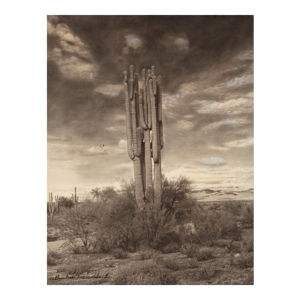 ALBERTUS MEISENBACH: A PHOTOGRAPH OF A GIANT SAGUARO: ALBERTUS MEISENBACH: A PHOTOGRAPH OF A GIANT SAGUARO Vertical format. sight 28 x 22in framed 36 1/2 x 27 3/4in This lot is subject to the following lot symbols: ¤ ¤ Unless indicated by the