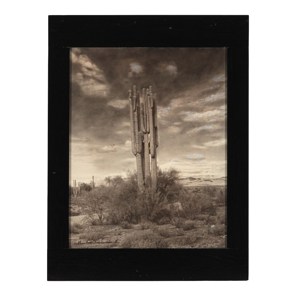 ALBERTUS MEISENBACH: A PHOTOGRAPH OF A GIANT SAGUARO - 3