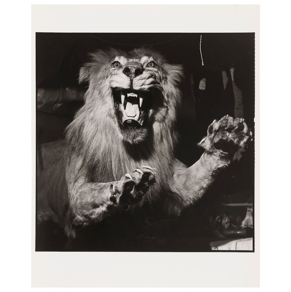 DIANE KEATON (AMERICAN, 1946-2025): SIXTEEN BLACK AND WHITE PHOTOGRAPHS OF TAXIDERMY: DIANE KEATON (AMERICAN, 1946-2025): SIXTEEN BLACK AND WHITE PHOTOGRAPHS OF TAXIDERMY one signed and dated 'Diane Keaton '83' (on the verso) each image approximately 15 x 15 1/4in each sheet 20 x
