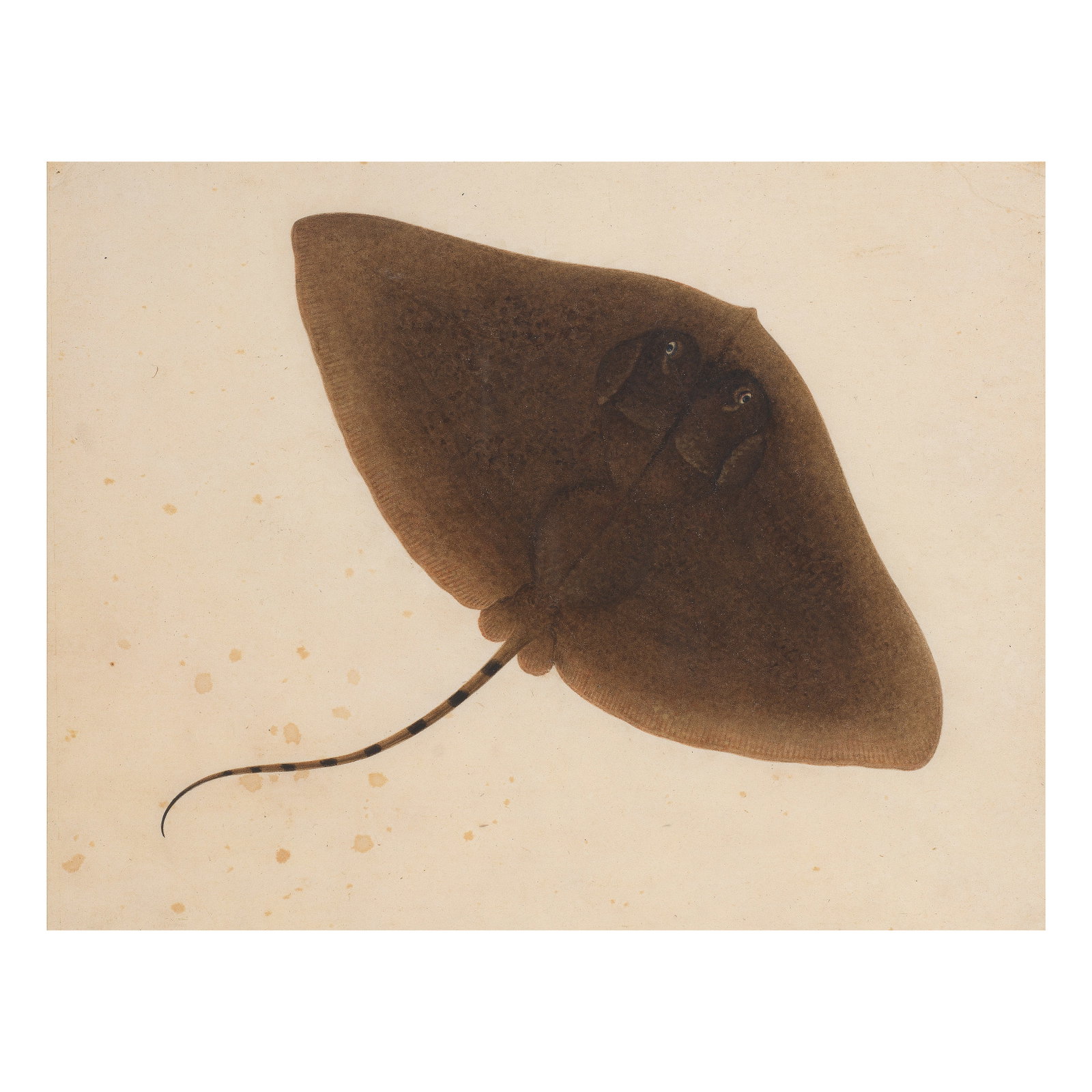 CHINESE ARTIST (CIRCA 1820) Sting Ray: CHINESE ARTIST (CIRCA 1820) Sting Ray Gouache on paper, framed. 27.5cm (10 7/8in) high x 36cm (14in) wide. Footnotes: 中國畫家 約一八二零年 