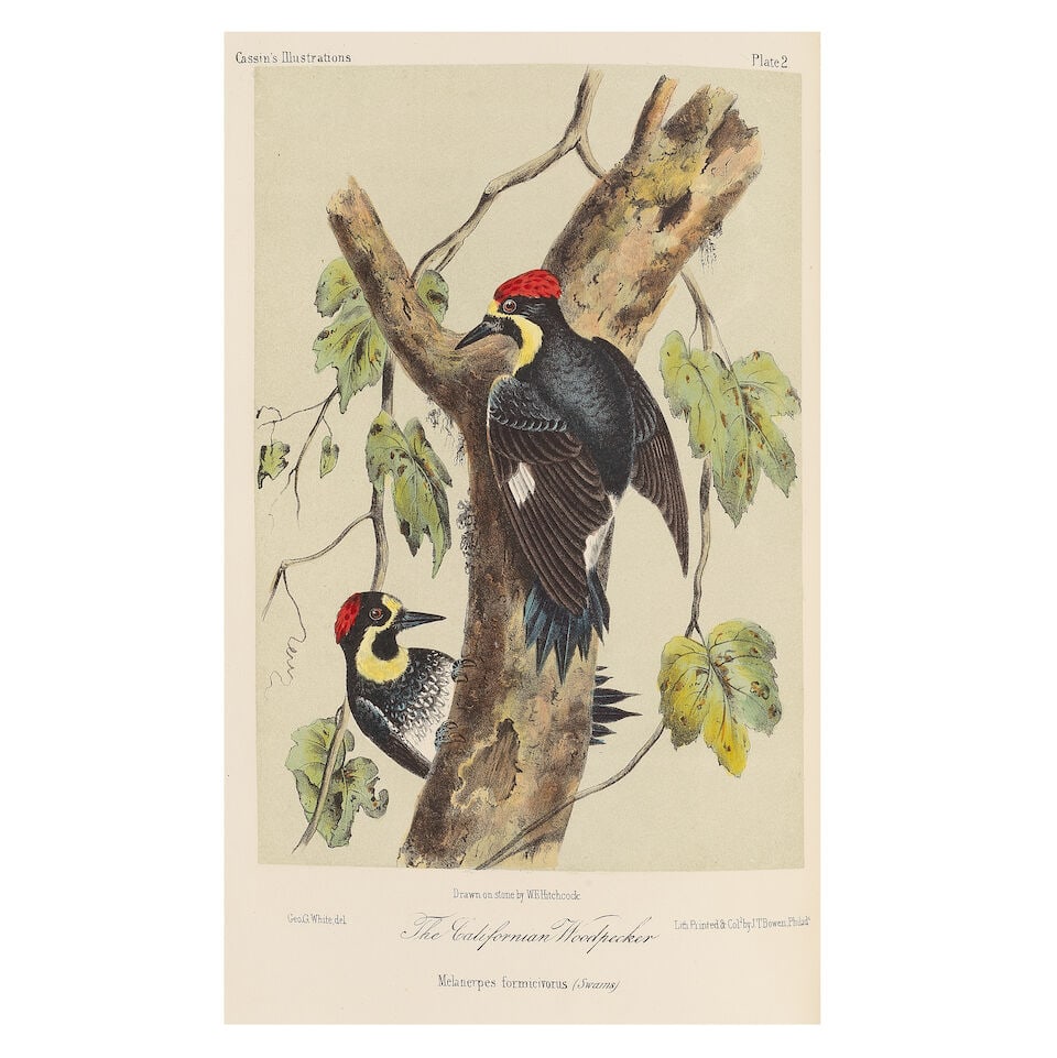 CASSIN (JOHN) Illustrations of the Birds of California, Texas, Oregon, British and Russian Ameri... - 2