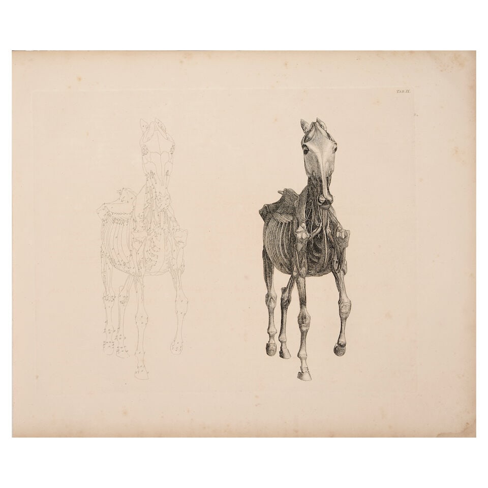 STUBBS (GEORGE) The Anatomy of the Horse, FIRST EDITION, Printed by J. Purser, for the Author, 1766 (1 of 4)