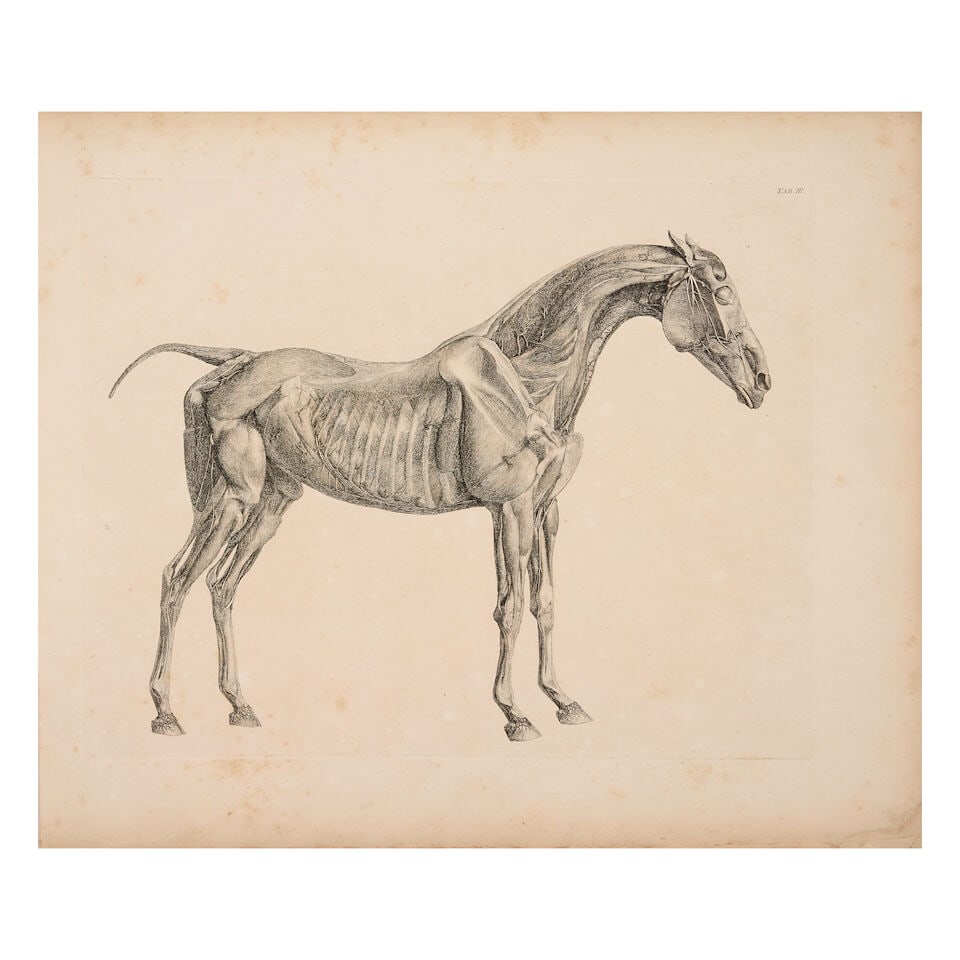 STUBBS (GEORGE) The Anatomy of the Horse, FIRST EDITION, Printed by J. Purser, for the Author, 1766 - 3