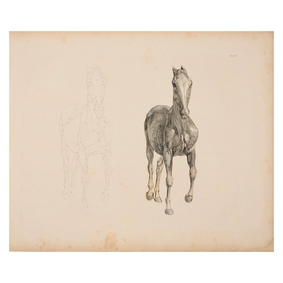 STUBBS (GEORGE) The Anatomy of the Horse, FIRST EDITION, Printed by J. Purser, for the Author, 1766 - 4