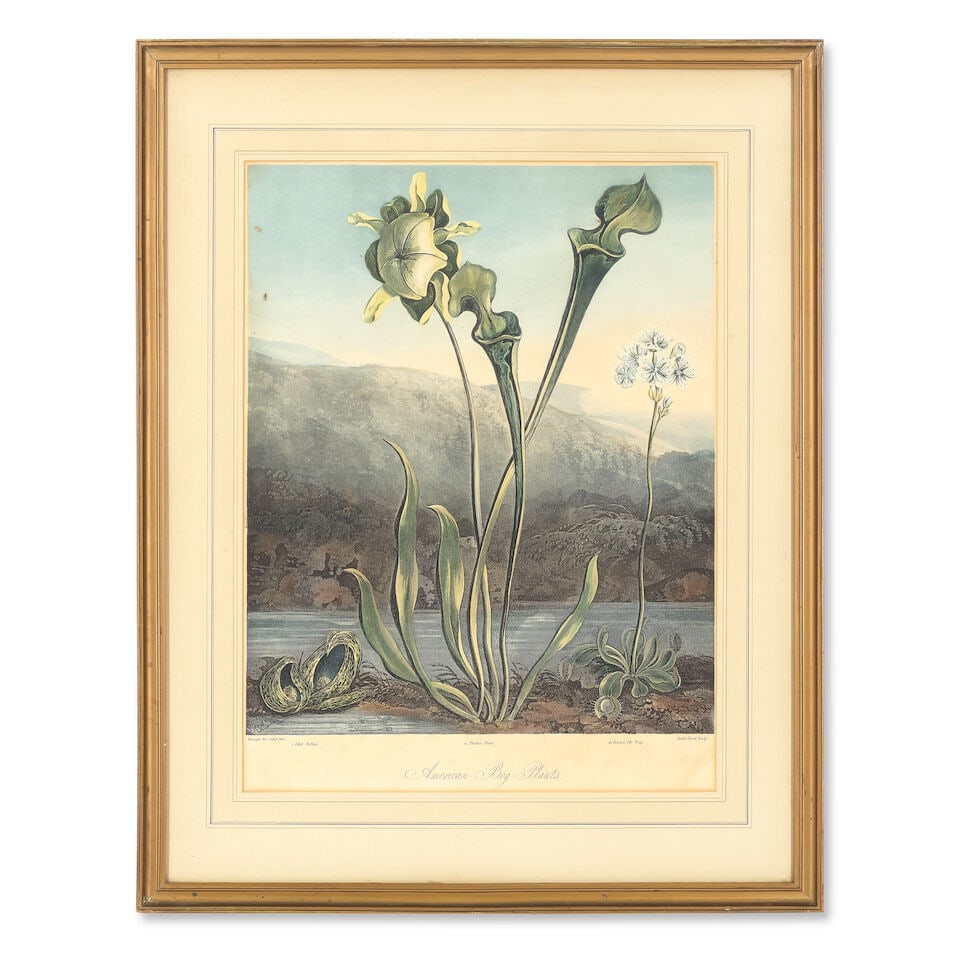 THORNTON (ROBERT JOHN) Four plates from 'The Temple of Flora', Robert John Thornton, 1800-1807 (4) - 2