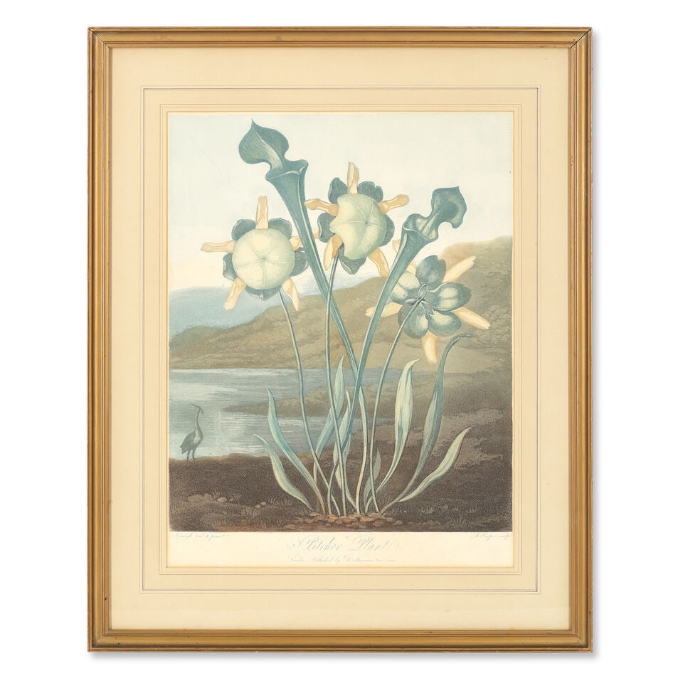 THORNTON (ROBERT JOHN) Four plates from 'The Temple of Flora', Robert John Thornton, 1800-1807 (4) - 3