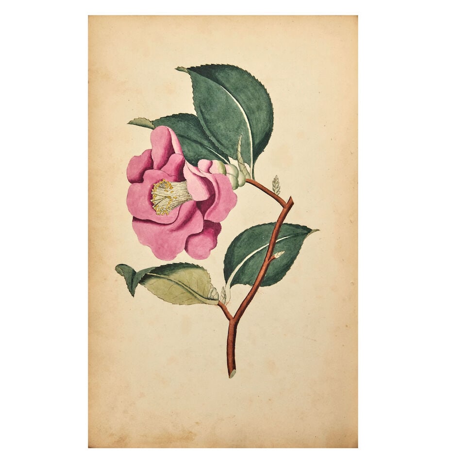 BOTANICAL WATERCOLOURS An album of 92 botanical watercolours, after illustrations from William C... (1 of 5)