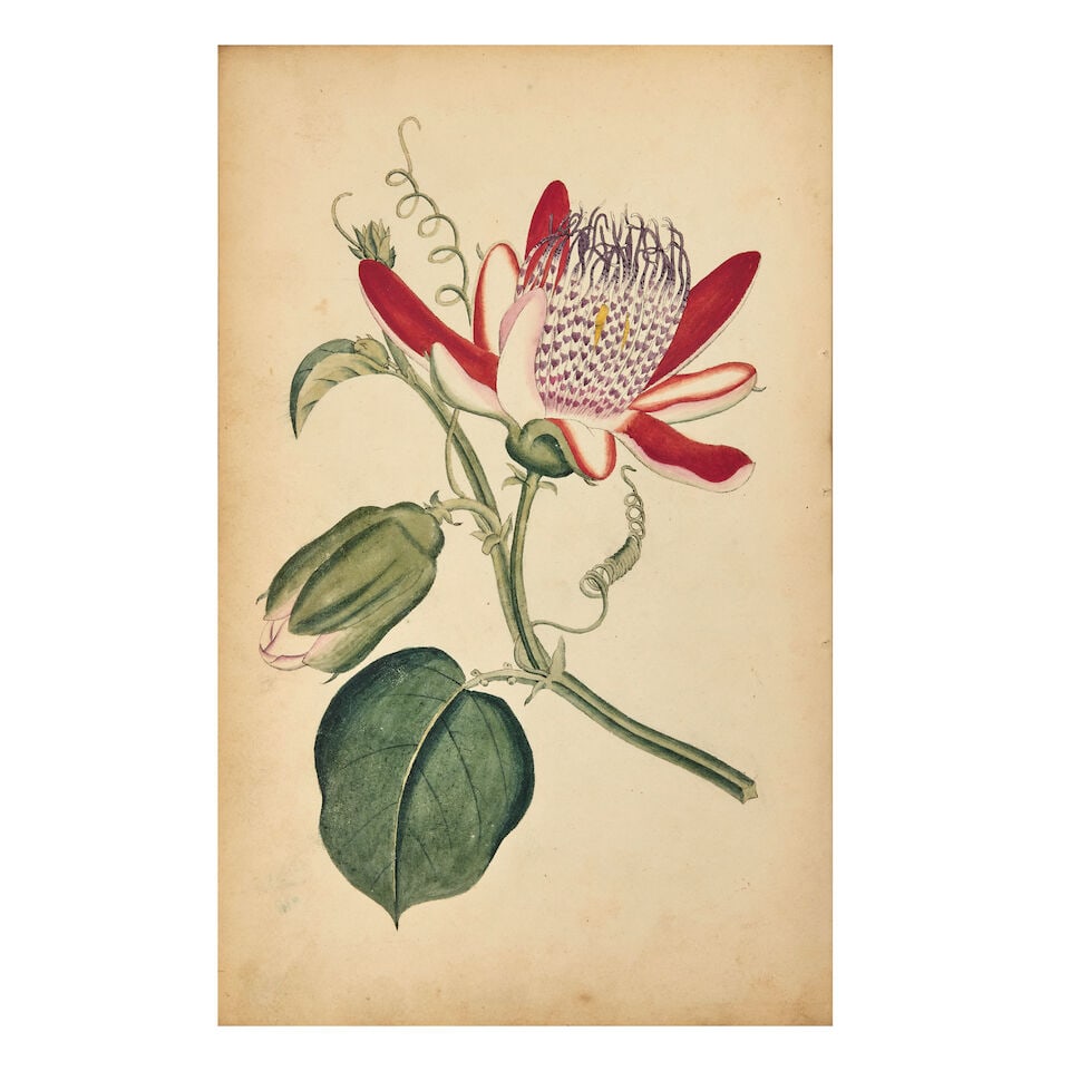 BOTANICAL WATERCOLOURS An album of 92 botanical watercolours, after illustrations from William C... - 2