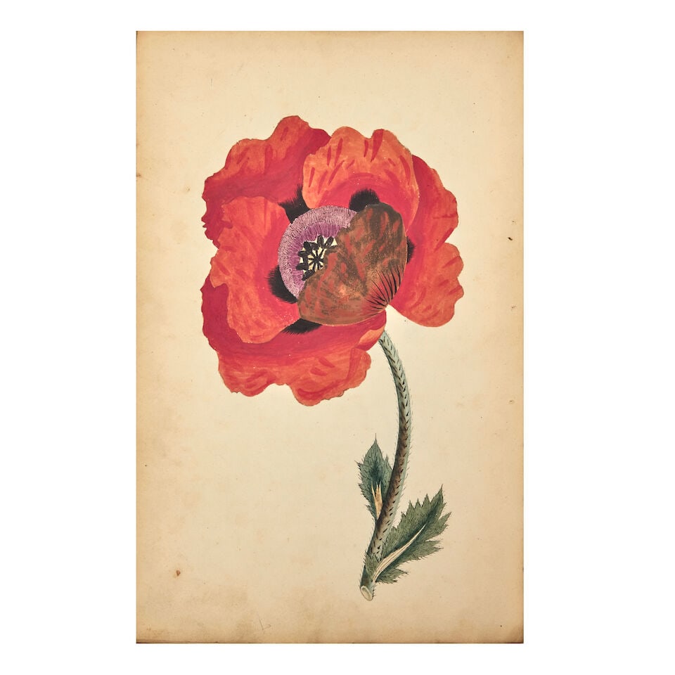 BOTANICAL WATERCOLOURS An album of 92 botanical watercolours, after illustrations from William C... - 3