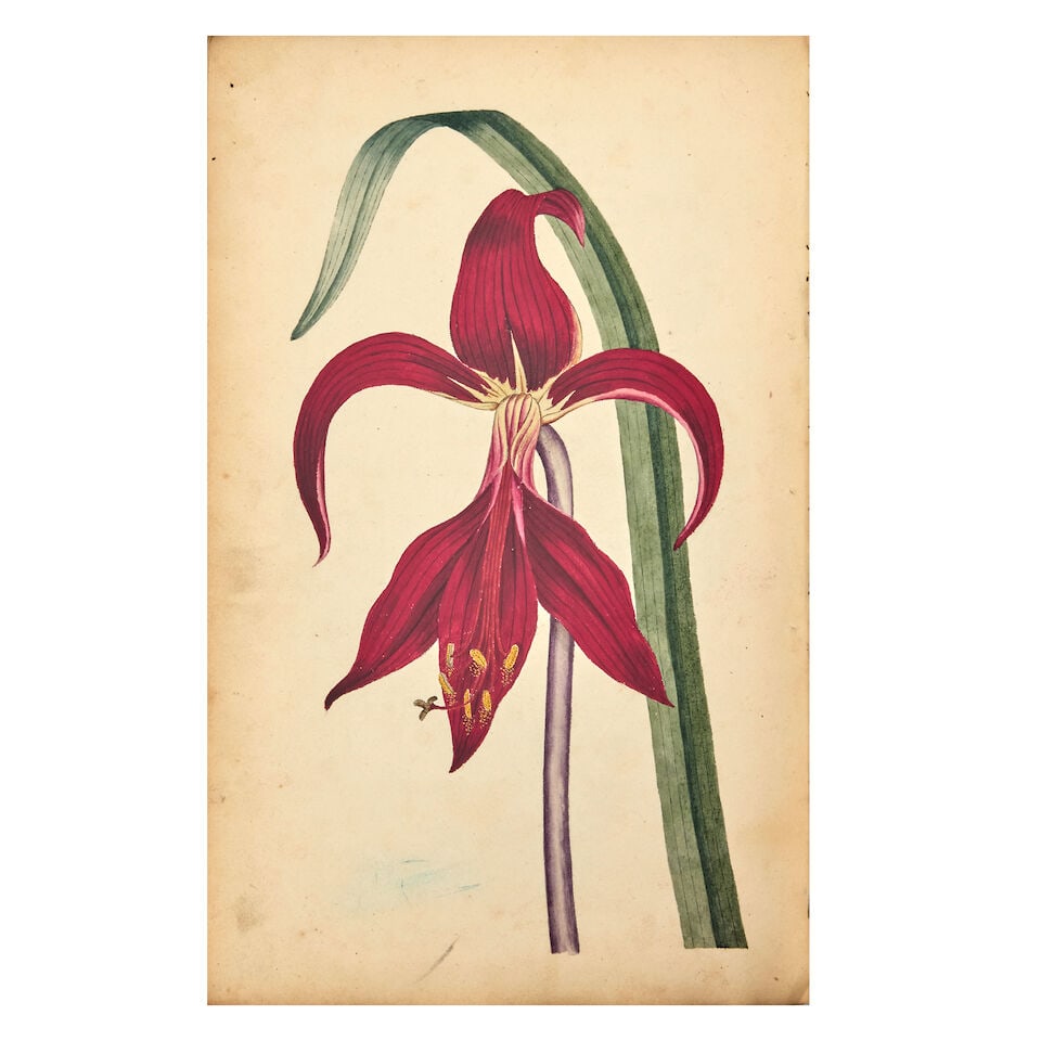 BOTANICAL WATERCOLOURS An album of 92 botanical watercolours, after illustrations from William C... - 4