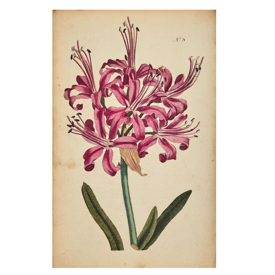 BOTANICAL WATERCOLOURS An album of 92 botanical watercolours, after illustrations from William C... - 5
