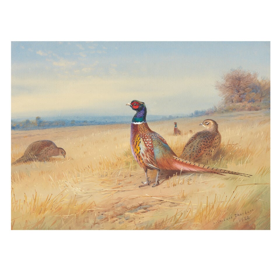Archibald Thorburn (British, 1860-1935) Pheasants in a field (1 of 3)