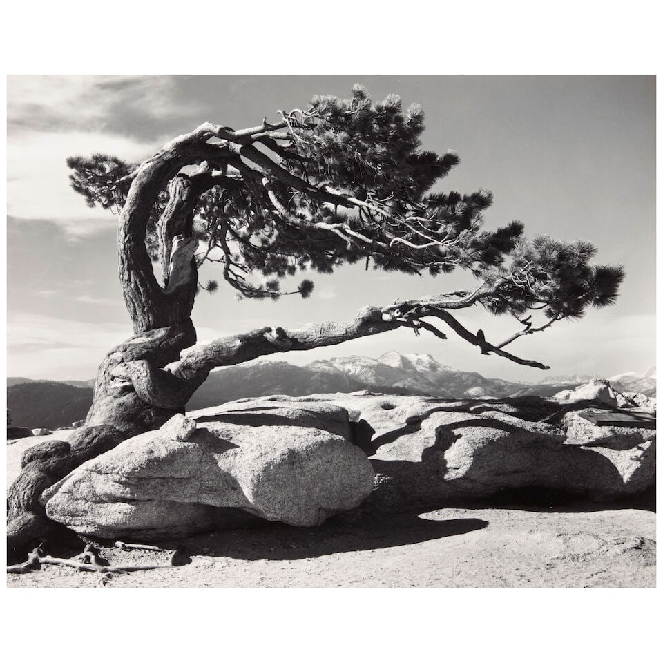 Ansel Adams (1902-1984); Jeffrey Pine, Sentinel Dome, Yosemite National Park, California;: Ansel Adams (1902-1984) Jeffrey Pine, Sentinel Dome, Yosemite National Park, California, 1940 Gelatin silver print, printed 1972-74; mounted, initialed 'AA' in pencil on the mount, the 'Special Editio