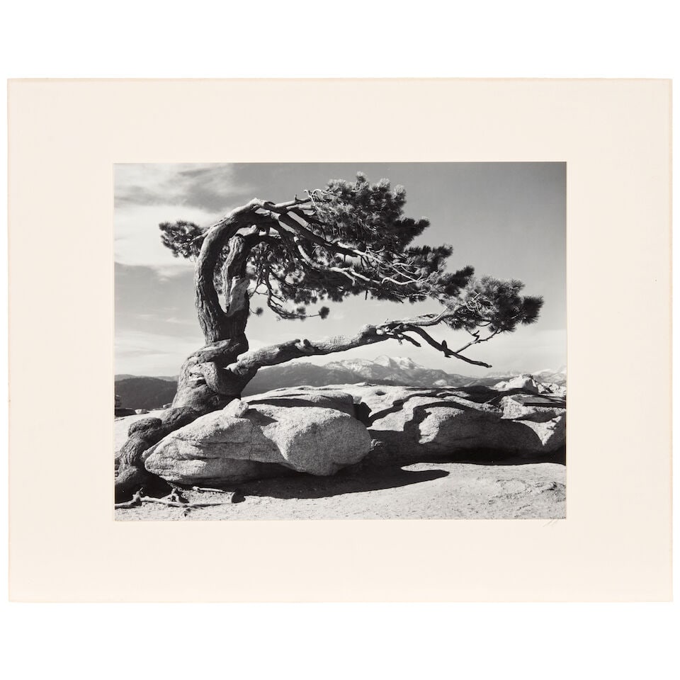 Ansel Adams (1902-1984); Jeffrey Pine, Sentinel Dome, Yosemite National Park, California; - 2