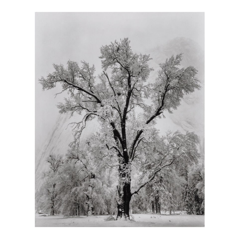 Ansel Adams (1902-1984); Oaktree, Snowstorm, Yosemite National Park, California;: Ansel Adams (1902-1984) Oaktree, Snowstorm, Yosemite National Park, California, 1948 Gelatin silver print, printed posthumously by Alan Ross; mounted, the 'Special Edition Photographs of Yosemite' and
