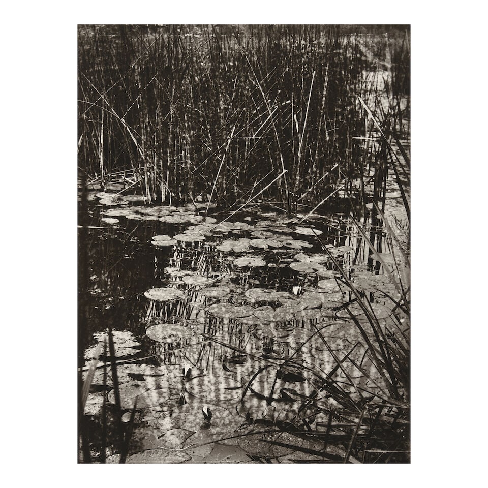 Eugène Atget (1857-1927); Nenuphars; (1 of 1)