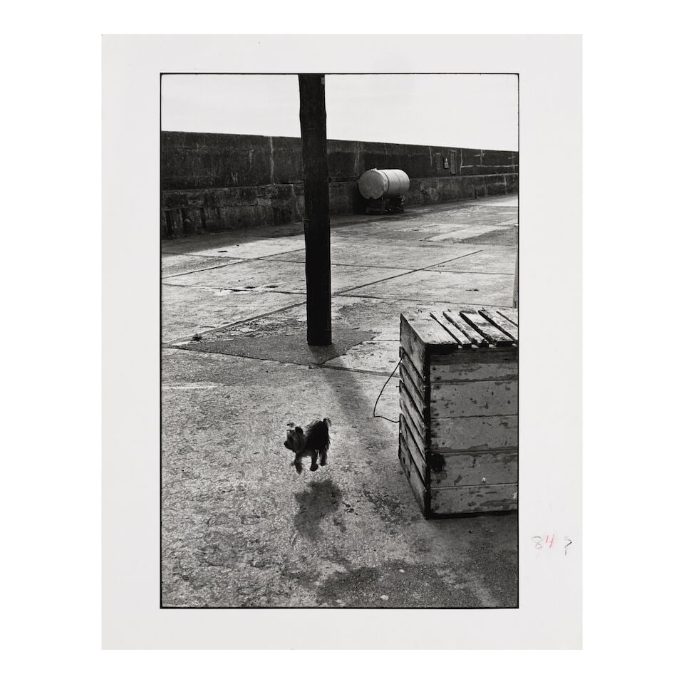 Elliott Erwitt (1928-2023); Ballycotton, Ireland (Yorkshire Terrier); - 2