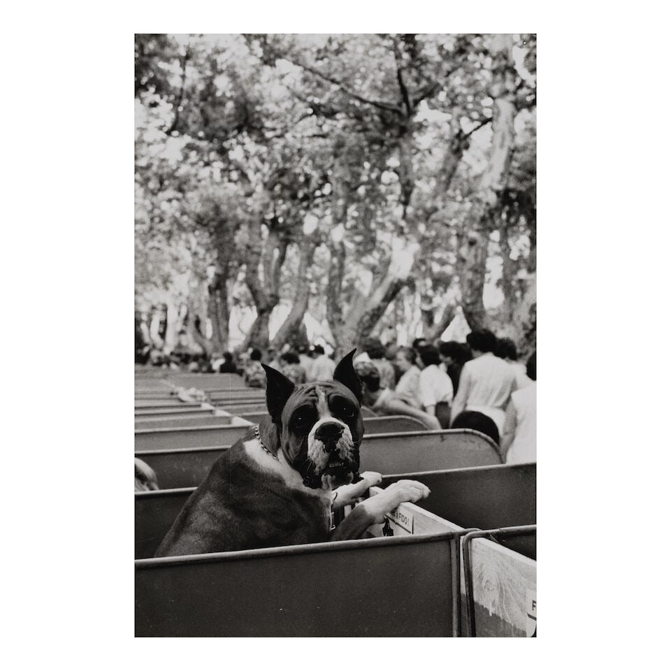 Elliott Erwitt (1928-2023); Saint Tropez, France (Boxer Dog);: Elliott Erwitt (1928-2023) Saint Tropez, France (Boxer Dog), 1968 Gelatin silver print; the photographer's copyright and archival print stamps, both in duplicate, on the reverse. 12 x 8 1/8 in. (30.5 