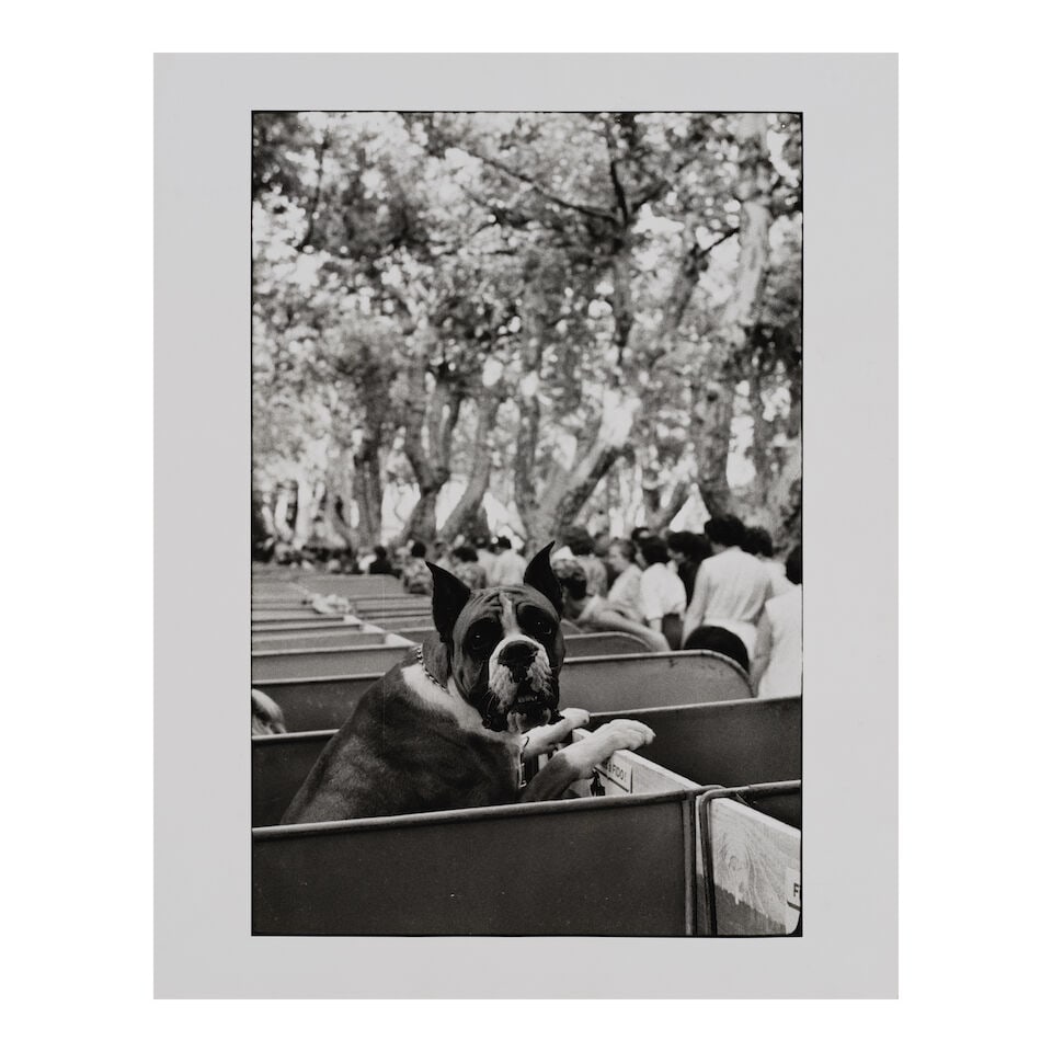 Elliott Erwitt (1928-2023); Saint Tropez, France (Boxer Dog); - 2