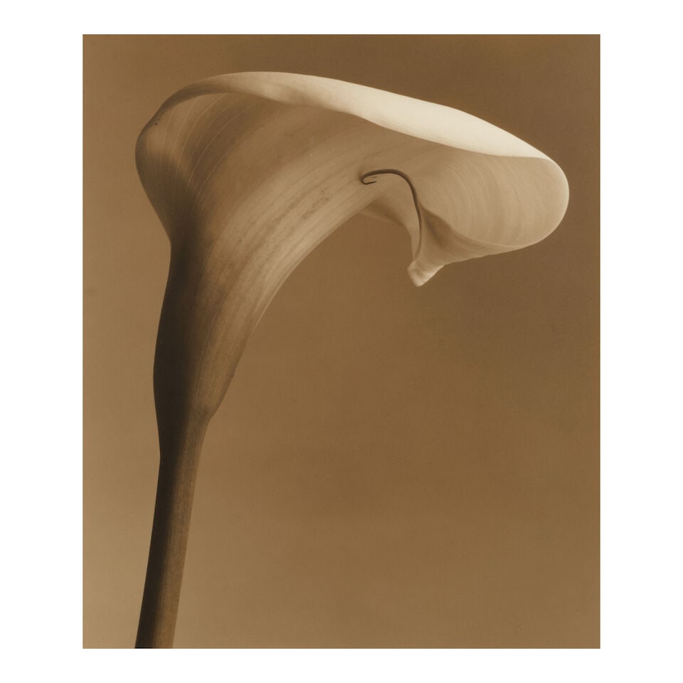 Frederic Ohringer (born 1940); Calla Lily;: Frederic Ohringer (born 1940) Calla Lily, 1997 Toned gelatin silver print; signed, dated, and editioned '11/25' in pencil in the margin, framed. 14 3/4 x 12 3/8 in. (37.5 x 31.4 cm.) sheet 20 x 16