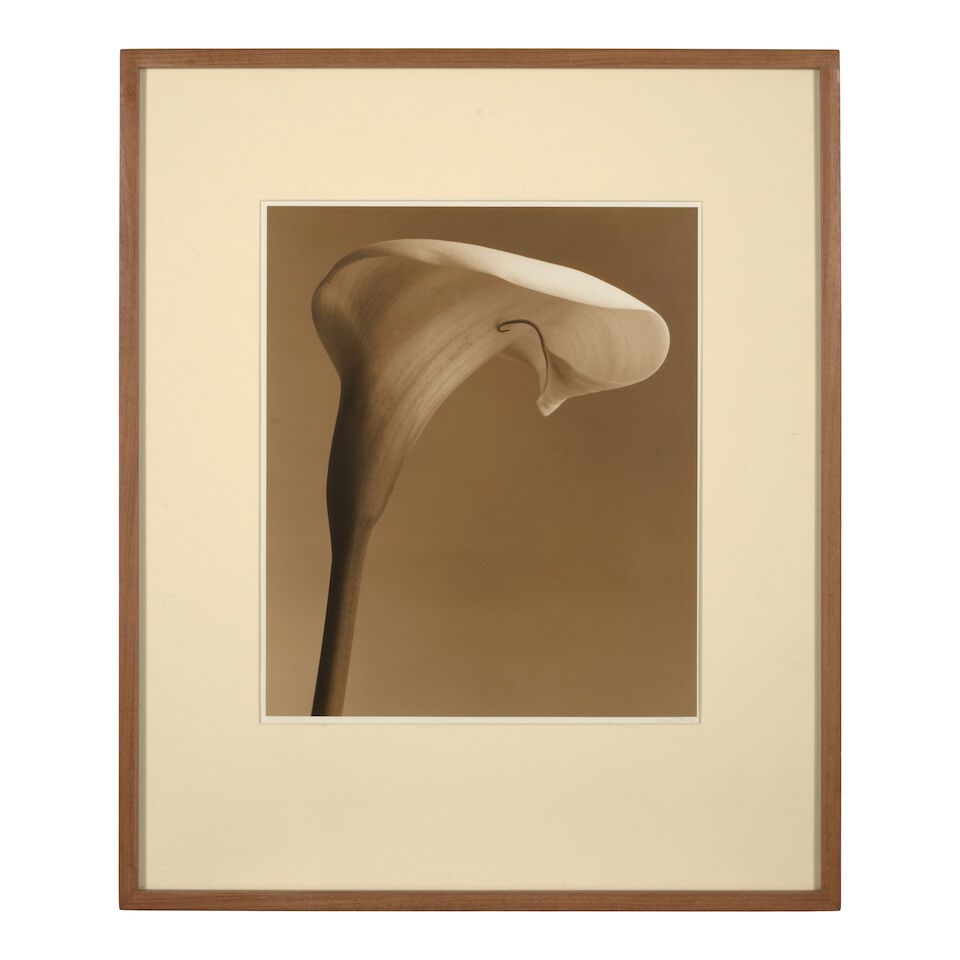 Frederic Ohringer (born 1940); Calla Lily; - 2