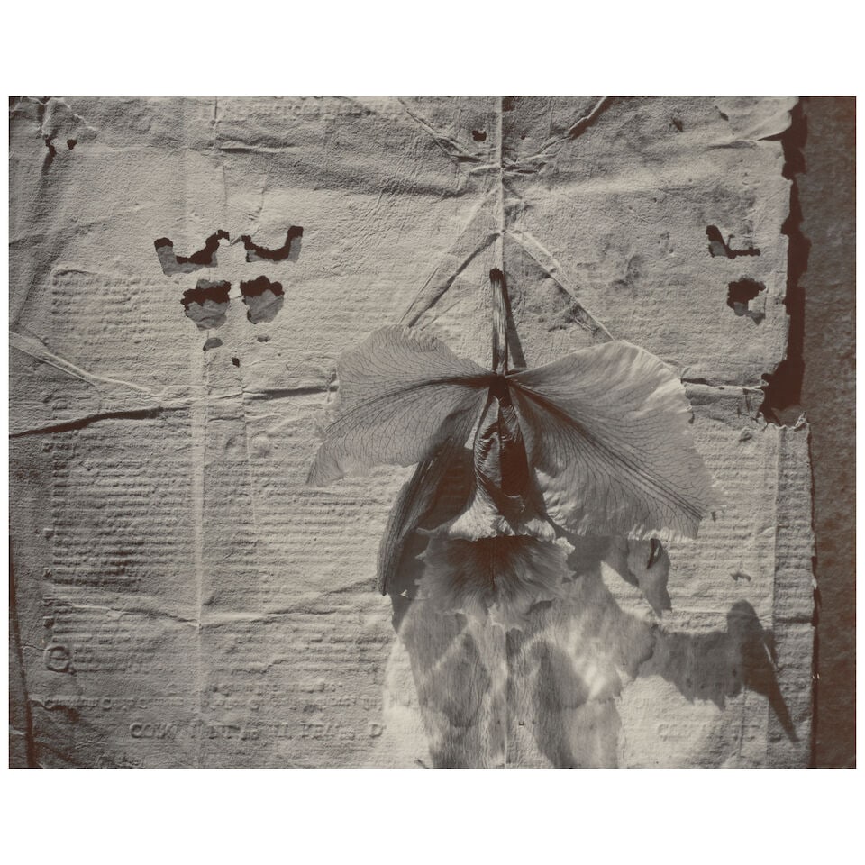 Olivia Parker (born 1941); 'Presence'; (1 of 2)