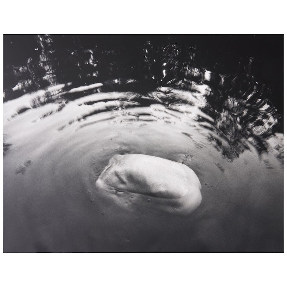 Various Photographers; including Lalla Essaydi, Emmet Gowin, and Abelardo Morell The PRC Portfolio; - 14