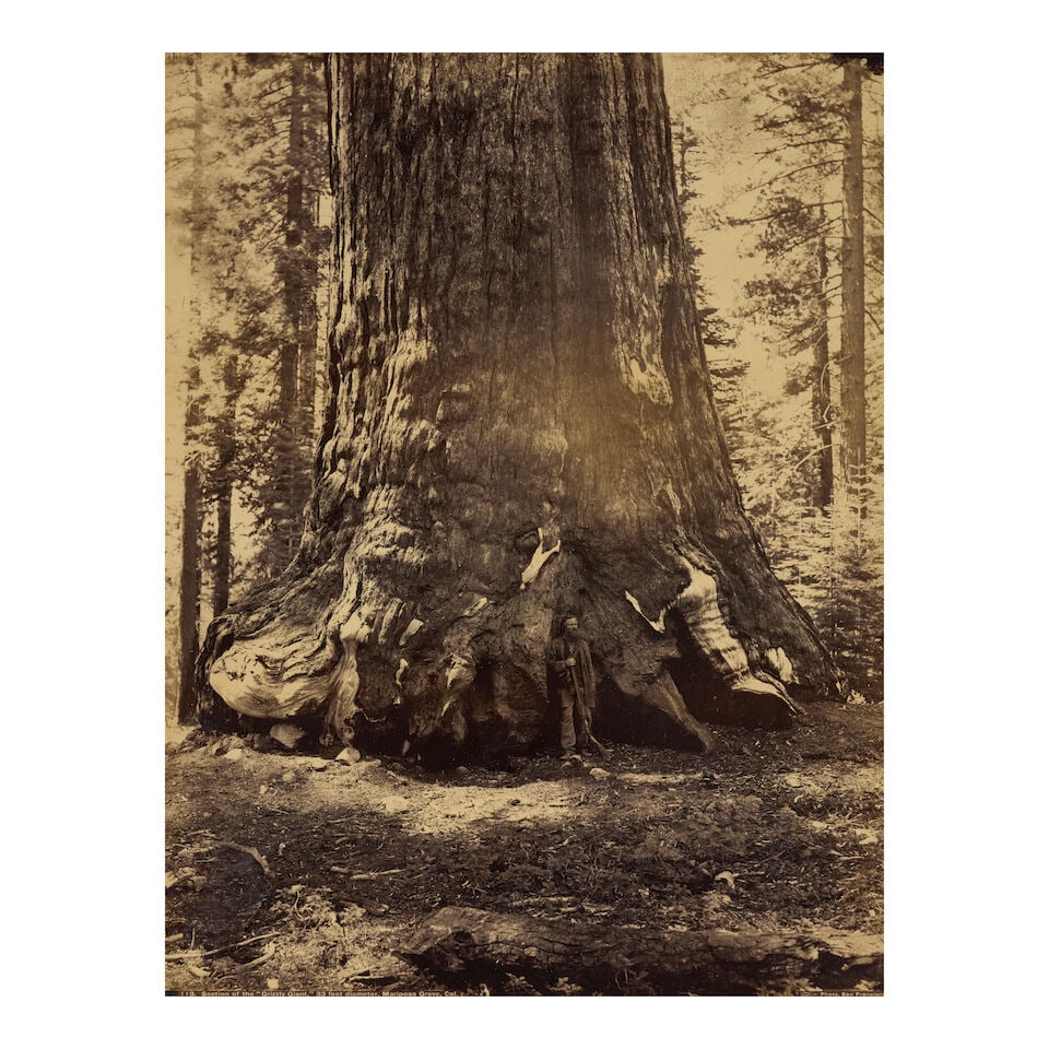 Carleton E. Watkins (1829-1916); Section of the Grizzly Giant with Galen Clark, Mariposa Grove, ... (1 of 2)