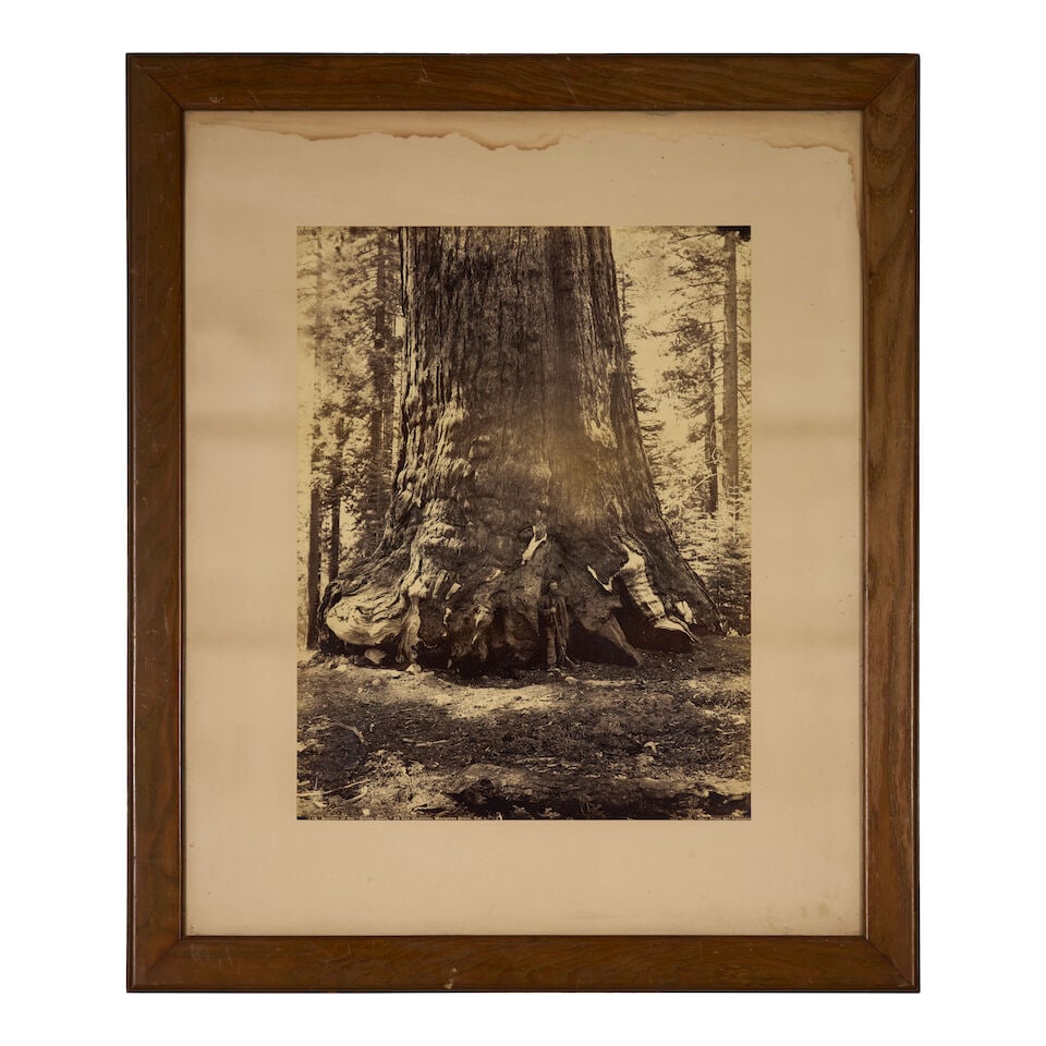 Carleton E. Watkins (1829-1916); Section of the Grizzly Giant with Galen Clark, Mariposa Grove, ... - 2