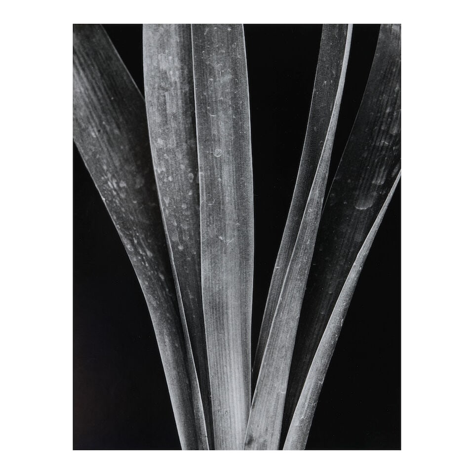 Brett Weston (1911-1993); Lily Stalks, Mexico (from the portfolio 'Abstractions I'); (1 of 3)