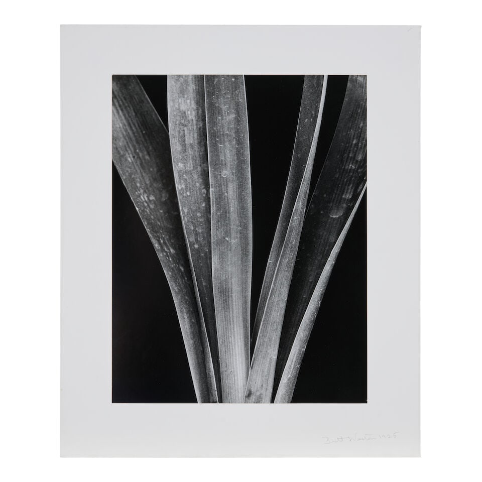 Brett Weston (1911-1993); Lily Stalks, Mexico (from the portfolio 'Abstractions I'); - 2