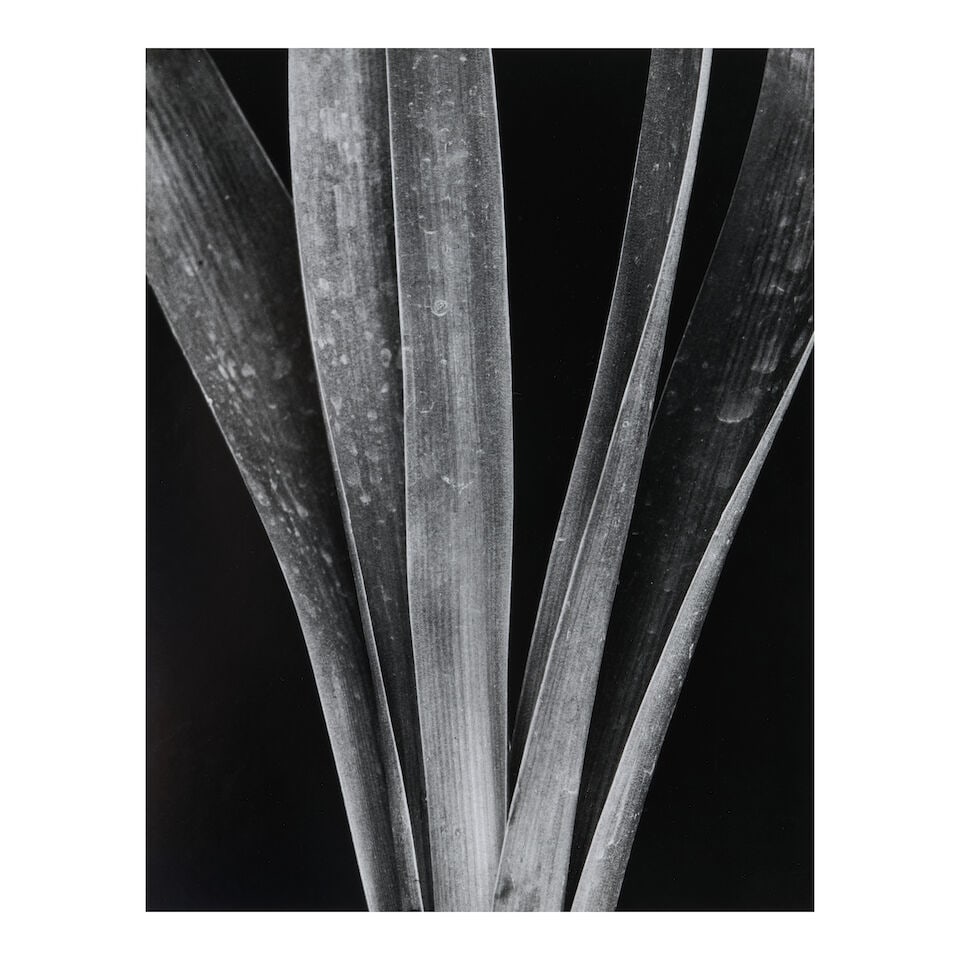 Brett Weston (1911-1993); Lily Stalks, Mexico (from the portfolio 'Abstractions I'); - 3