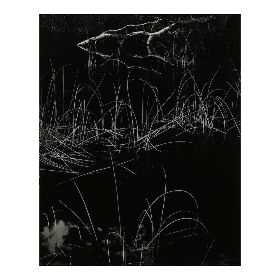 Brett Weston (1911-1993); Reeds, Oregon; (1 of 2)
