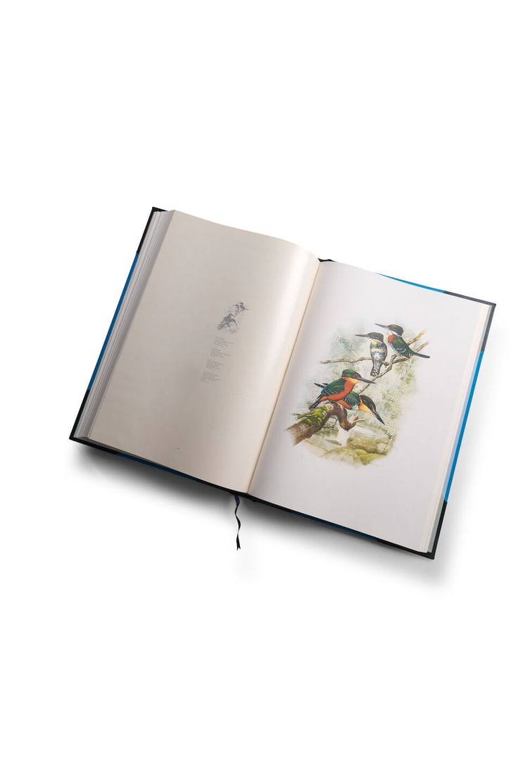 Kingfishers and Related Birds, Joseph M Forshaw and William T Cooper, (1 of 3)