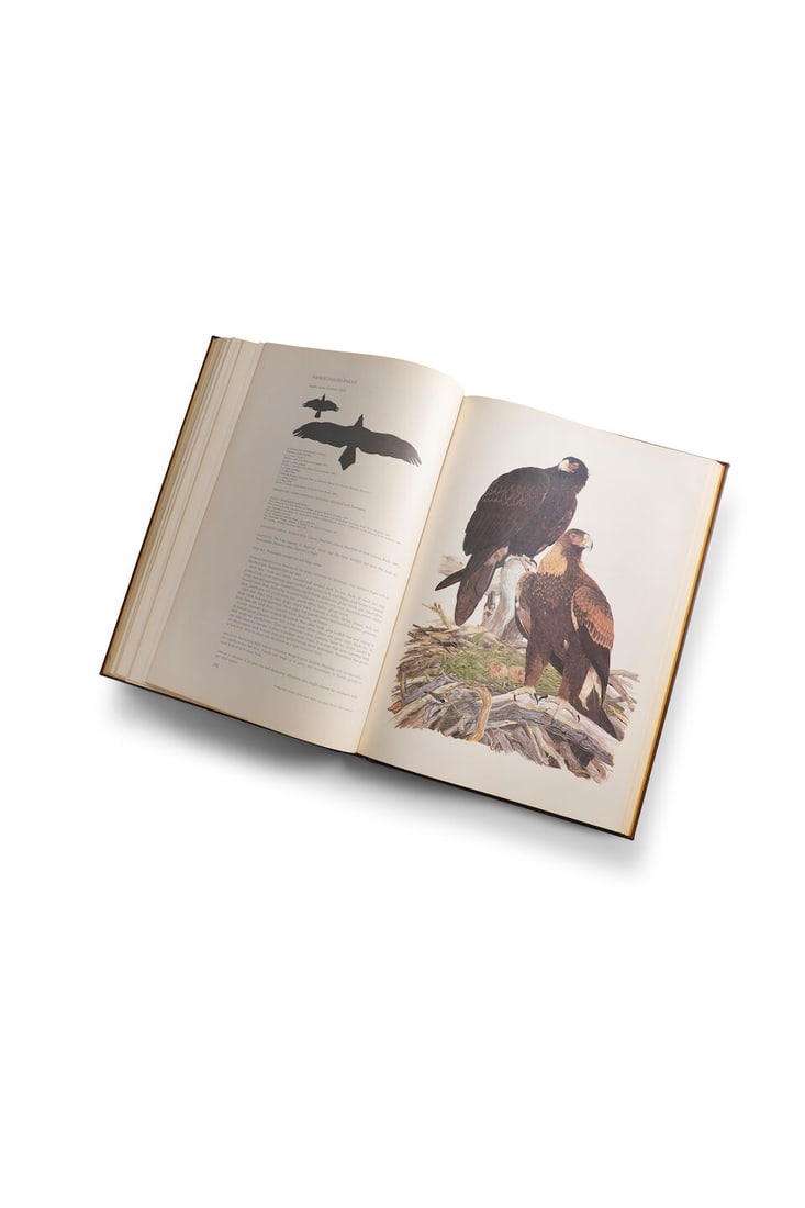 Frank Morris, Birds of Prey of Australia, Lansdowne Press, Melbourne, 1973 - 3