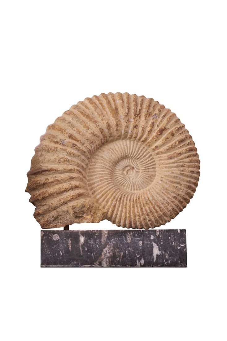 A near pair of large fossilized ammonite specimens, (1 of 2)