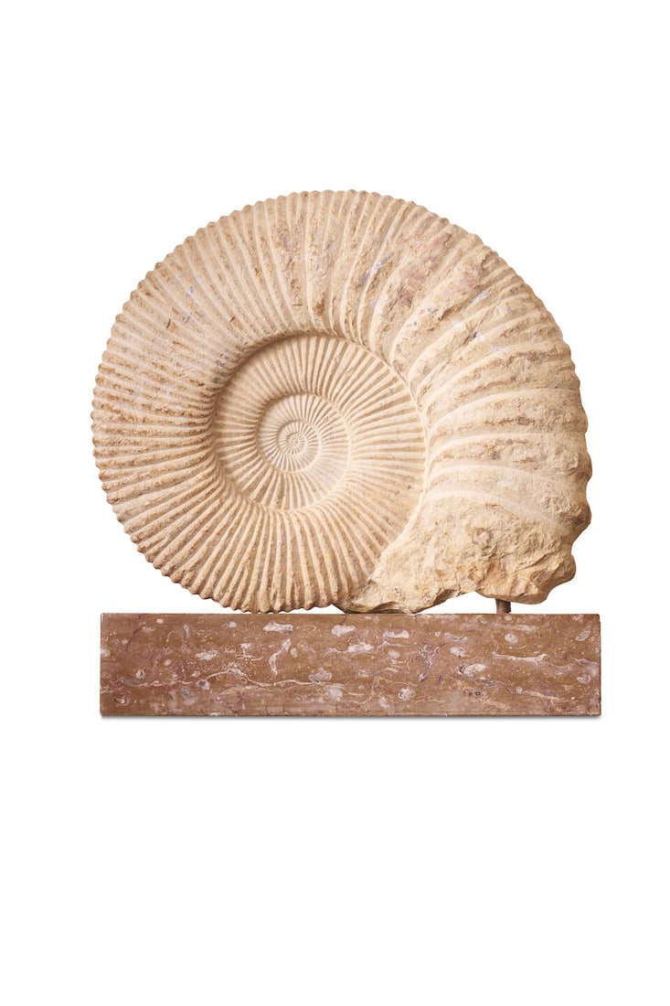 A near pair of large fossilized ammonite specimens, - 3