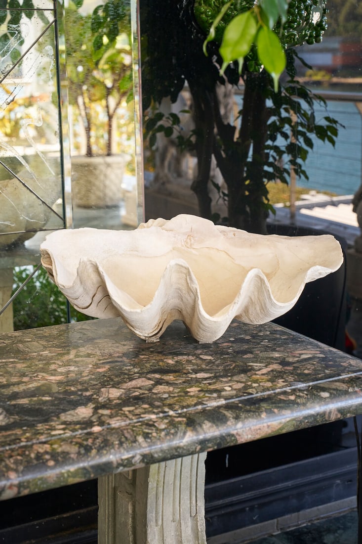 A giant clam shell: A giant clam shell of typical form, with two old drill holes to base, 22.0cm high, 56.0cm wide, 40.0cm deep This lot is subject to the following lot symbols: TP TP Please note this lot is available fo