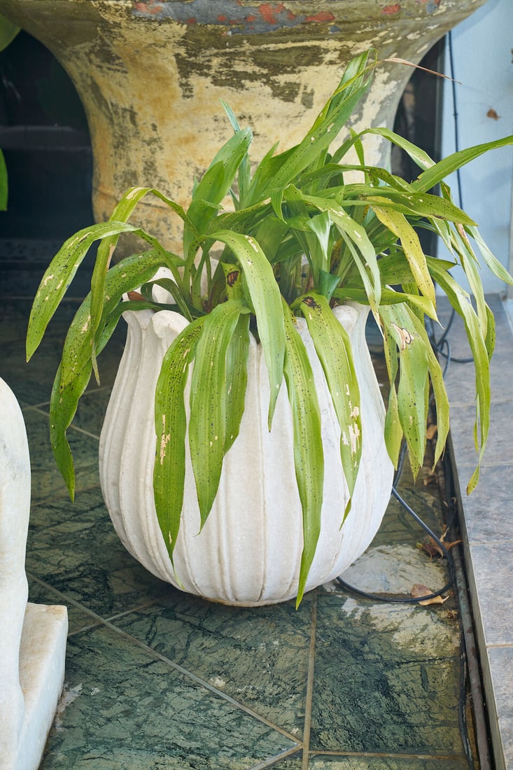 A pair of small white marble lotus form planters,: A pair of small white marble lotus form planters, both planted with Zygopetalum orchids, height of planter: 47.0cm, diameter of planter top: 35.0cm This lot is subject to the following lot symbols: W