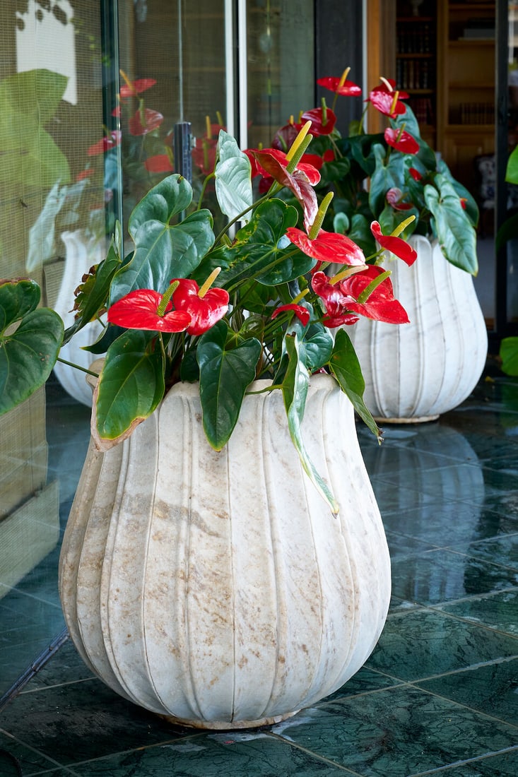 A pair of large white marble lotus form planters, (2): A pair of large white marble lotus form planters, both planted with Anthurium andraeanums, height of planter: 70.0cm, diameter of planter top: 53.0cm (2) This lot is subject to the following lot