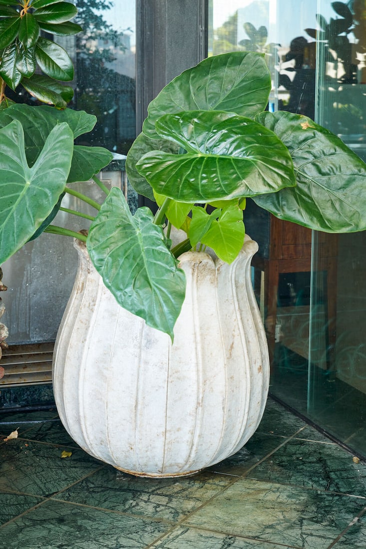 A pair of large white marble lotus form planters (2): A pair of large white marble lotus form planters both planted with Elephant Ears, height of planter: 70.0cm, diameter of planter top: 53.0cm (2) This lot is subject to the following lot symbols: W