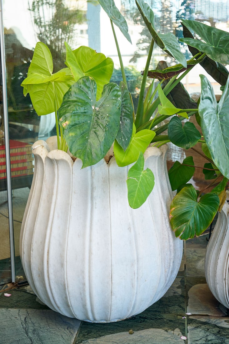 A pair of large white marble lotus form planters (2) - 2