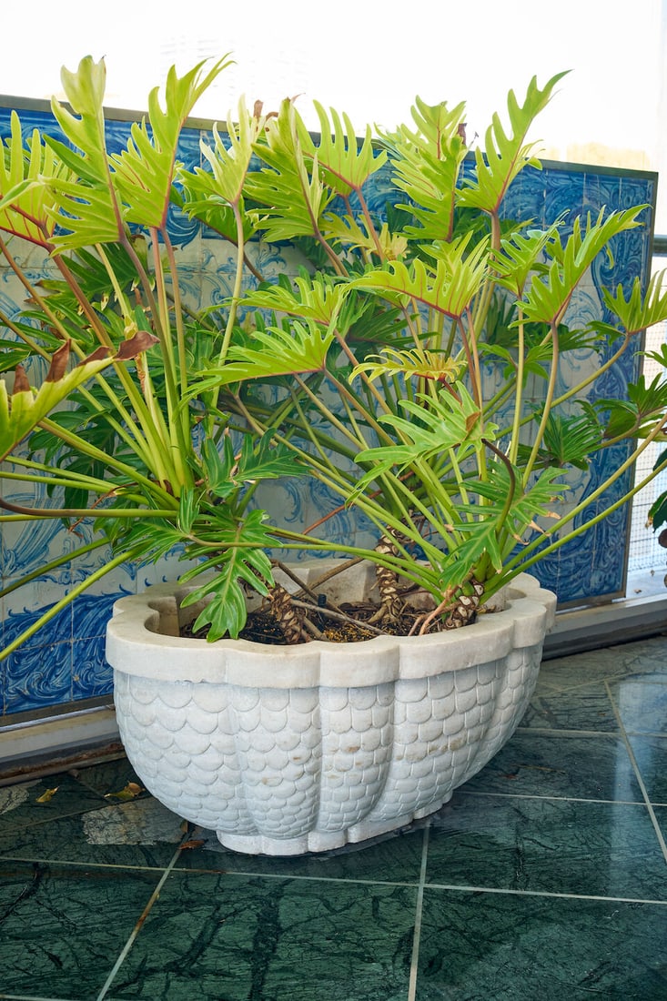 A pair of large white marble lobed planters (2): A pair of large white marble lobed planters decorated with a fish scale pattern, both planted with Philodendron xanadu, height of planter: 40.0cm, width of planter: 90.0cm, depth of planter: 63.0cm