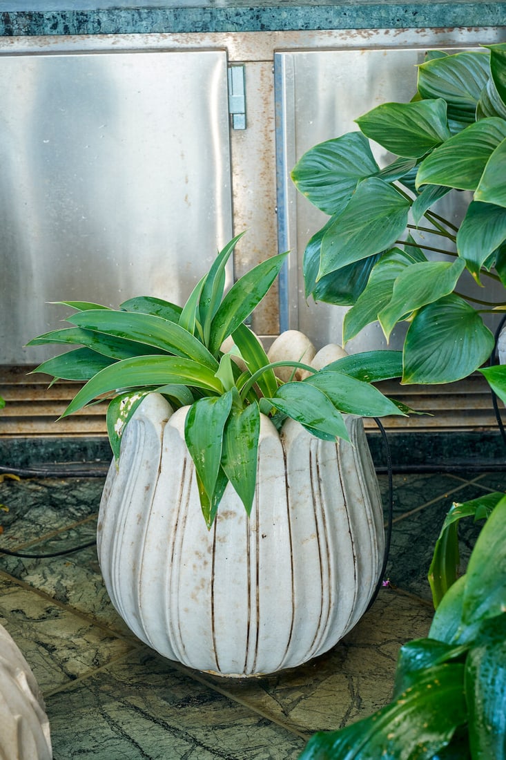A pair of small white marble lotus form planters: A pair of small white marble lotus form planters height of planter: 47.0cm, diameter of planter top: 36.0cm This lot is subject to the following lot symbols: W TP W Please note that this lot requires 