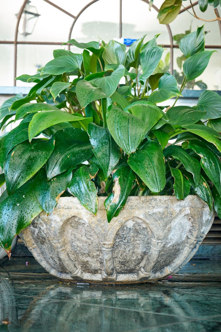A large stone planter: A large stone planter height of planter: 26.0cm, diameter of planter top: 70.0cm This lot is subject to the following lot symbols: W TP W Please note that this lot requires a heavy lift transport carr