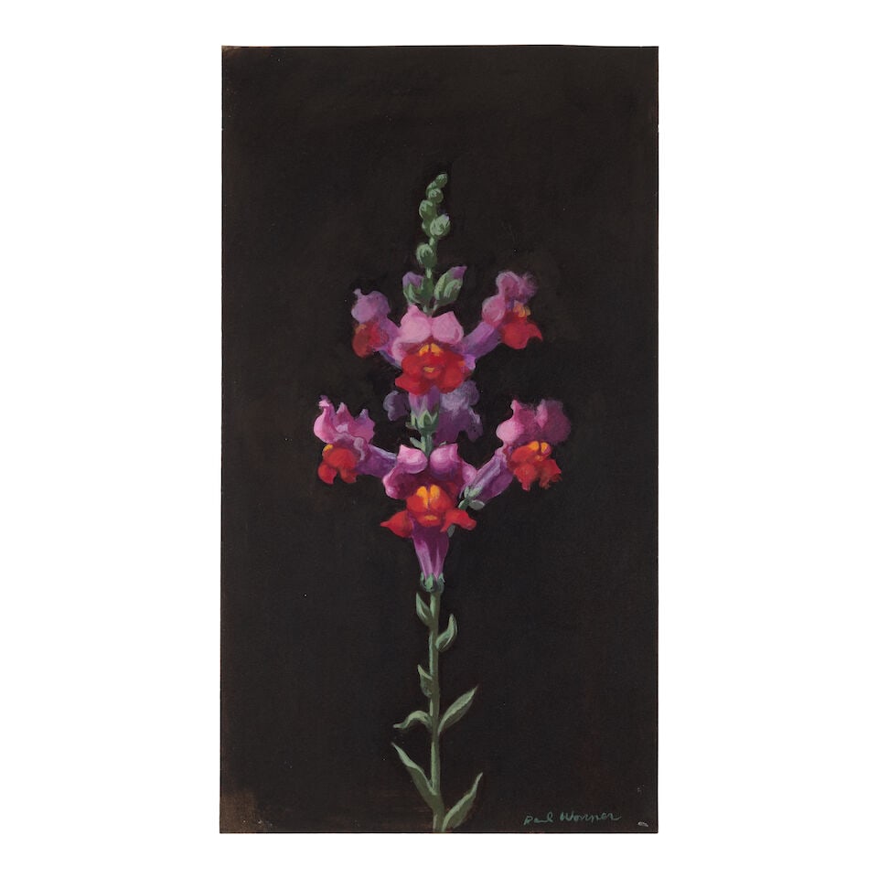 PAUL WONNER (1920-2008) Study of a Snapdragon 11 1/2 x 6 3/8 in (29.2 x 16.2 cm) (Executed in ci...: PAUL WONNER (1920-2008) Study of a Snapdragon signed 'Paul Wonner' (lower right) acrylic on paper 11 1/2 x 6 3/8 in (29.2 x 16.2 cm) Executed in circa 1980 Footnotes: Provenance Private collection, Sa